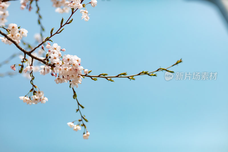 春季蓝天下的樱花特写