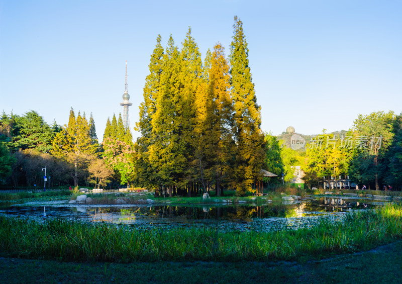 青岛中山公园秋日池塘全景