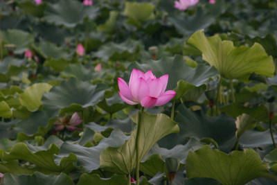 夏季荷花开放特写镜头