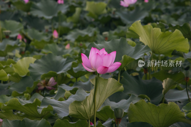 夏季荷花开放特写镜头