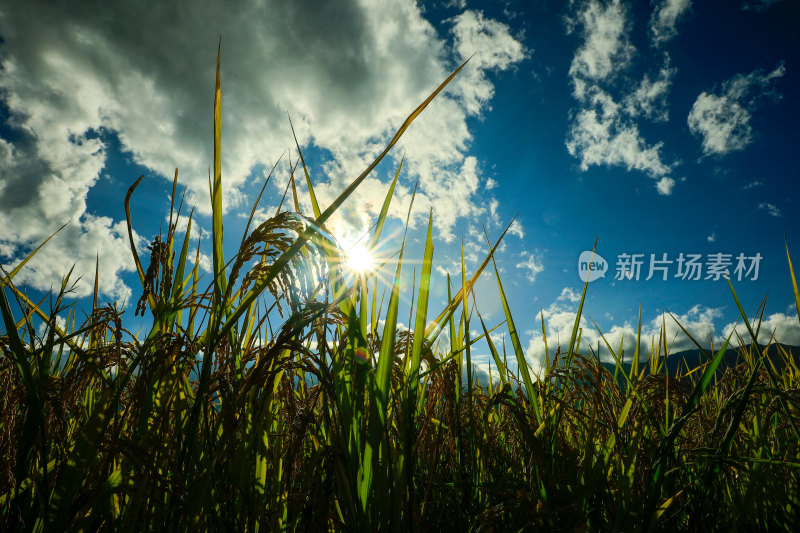 阳光下的稻田稻穗特写