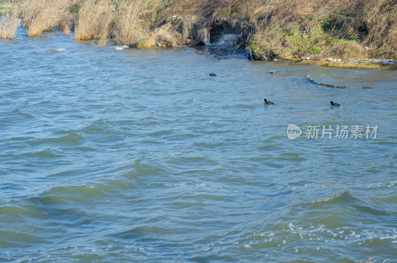 上海市浦东新区临港新城滴水湖景区芦苇荡