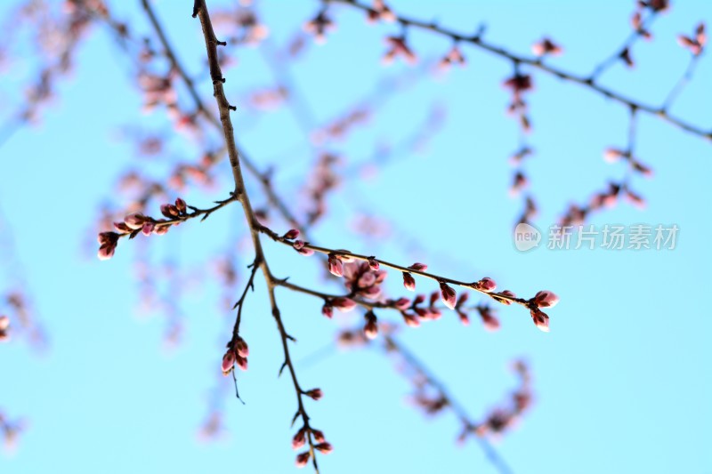 桃花花苞花蕊