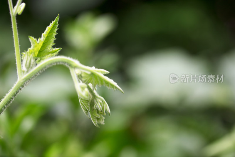 南瓜秧嫩嫩的芽头