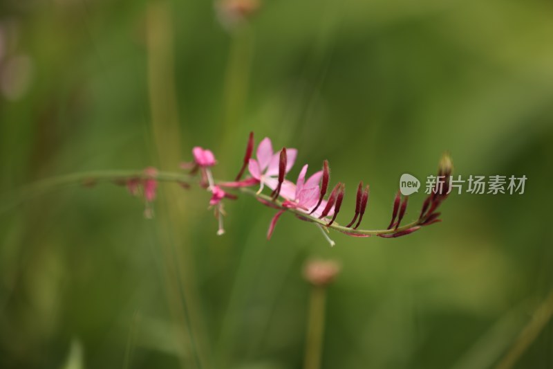 千鸟花系列