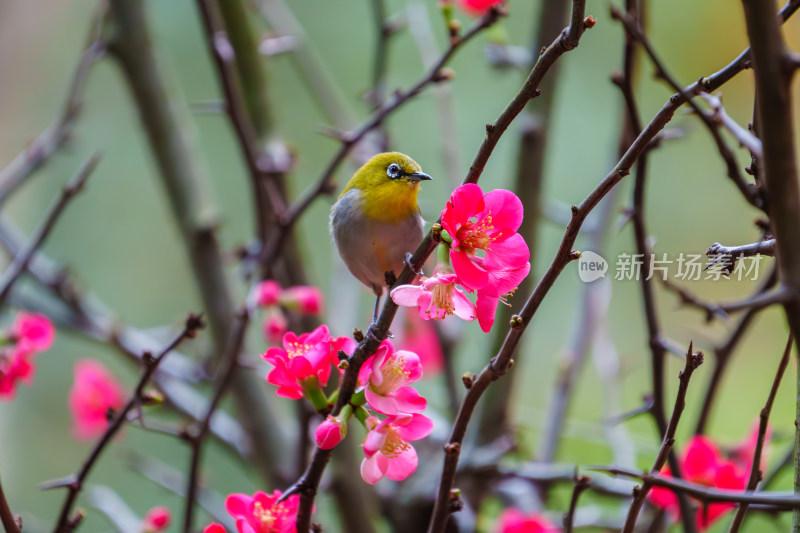 吃花蜜的灰腹绣眼鸟