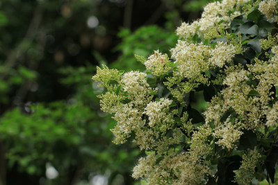 小蜡植物白色小花