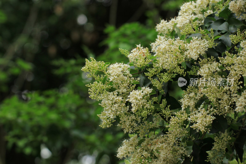 小蜡植物白色小花