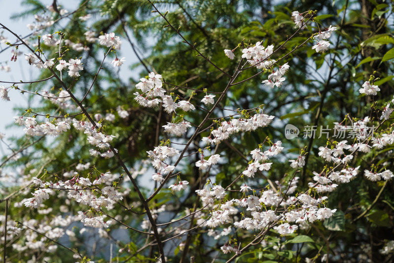 春天盛开的花朵