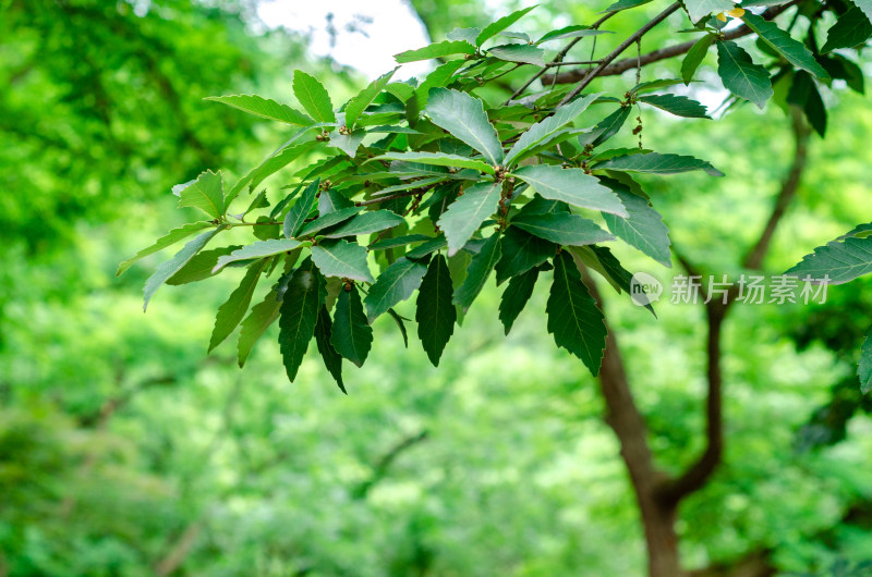 公园里一棵枹栎树的树枝