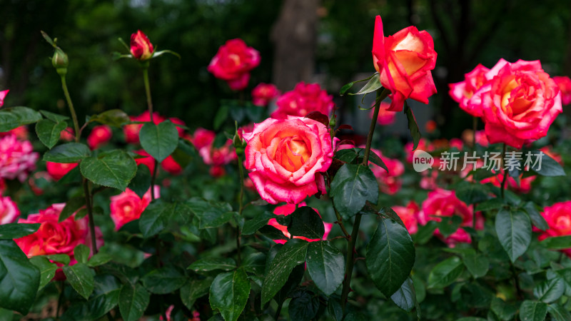 月季花开特写