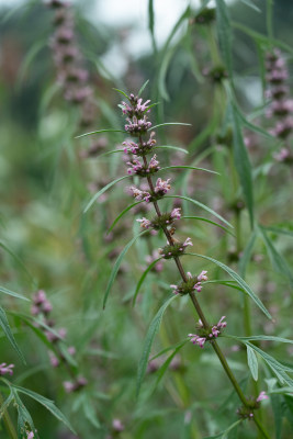 山野植物