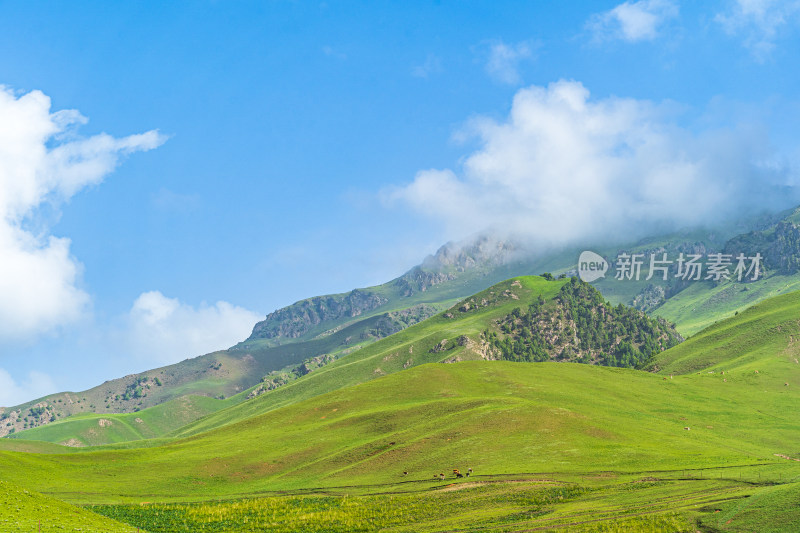 青海祁连县卓尔山景区，夏季起伏的高山牧场