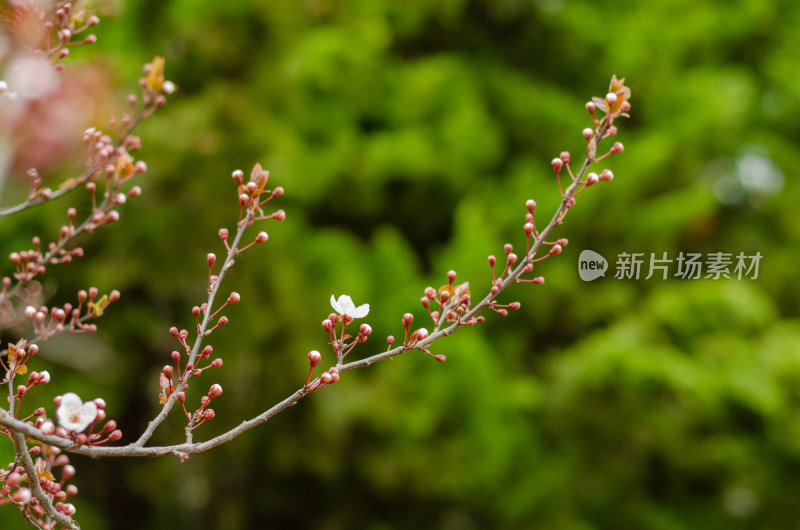 立春时节，长出花芽的紫叶李