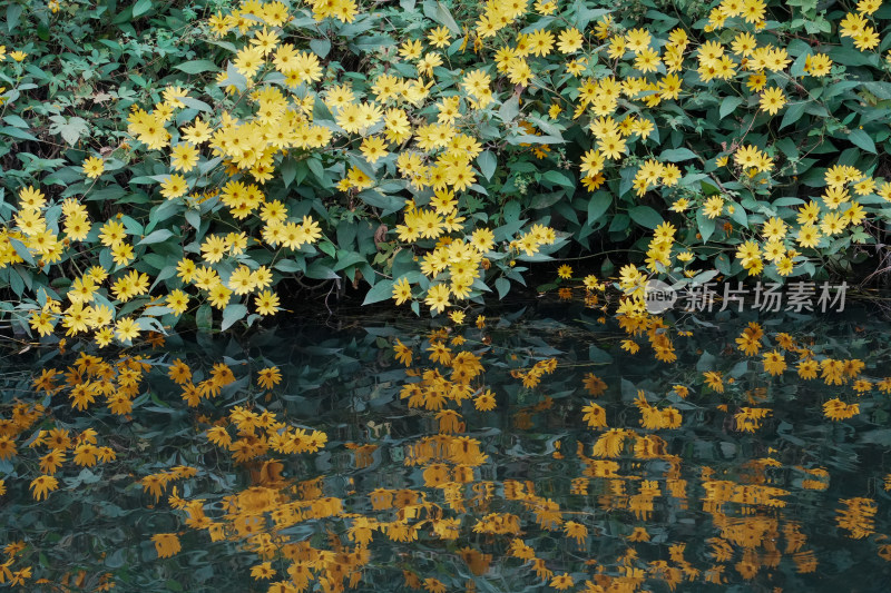 北京圆明园公园盛开的菊花