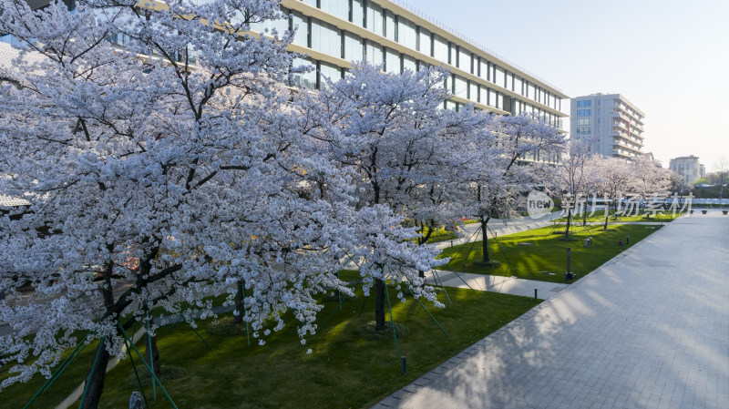 杭州阿里巴巴西溪园区春天樱花盛开