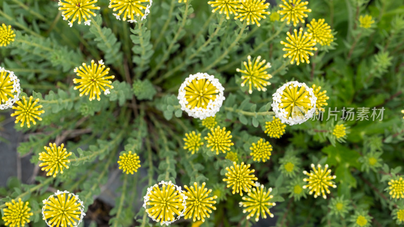 四川西部甘孜藏族自治州野生植物狼毒开花