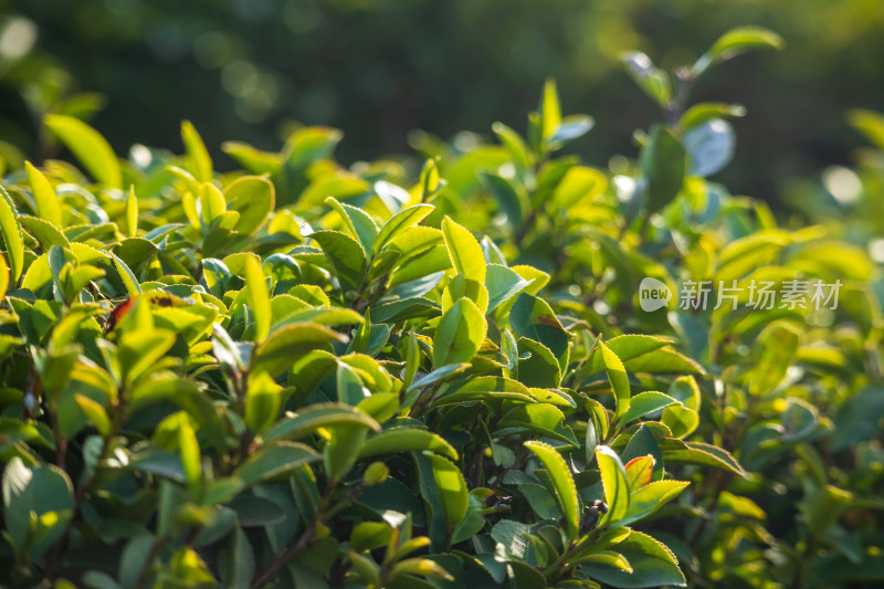 惠州柏塘绿茶茶园清晨时分茶树上的新鲜嫩芽