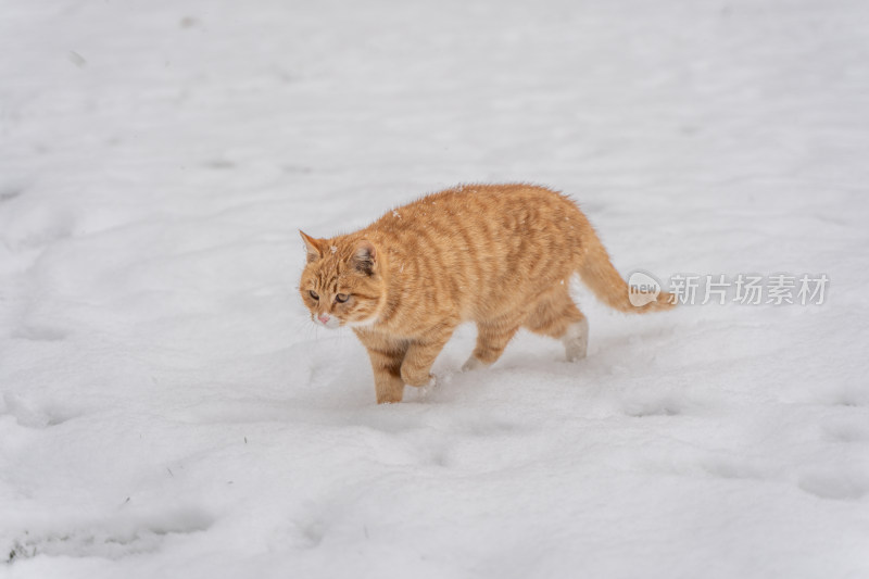 橘猫在雪地行走雪天冬季