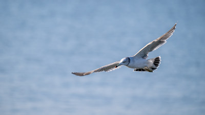 海鸥（Larus canus）