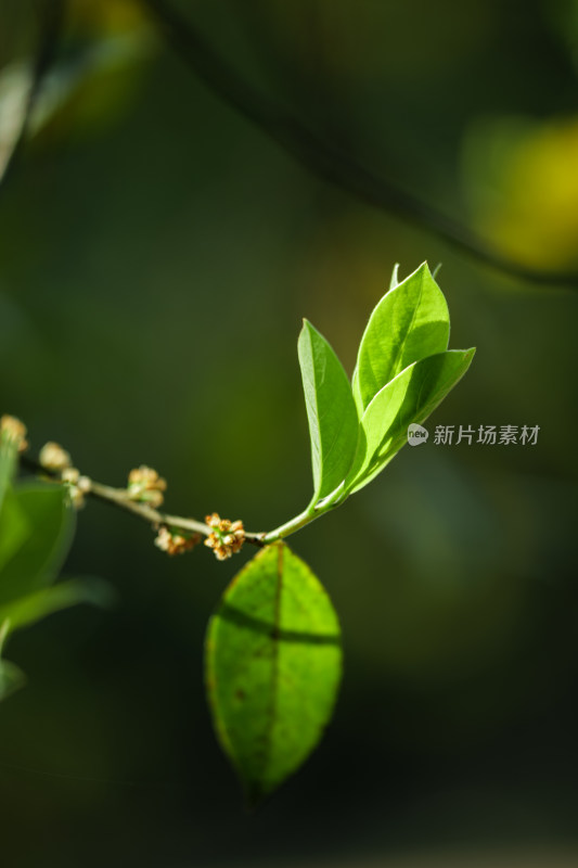 阳光下嫩绿新叶的特写