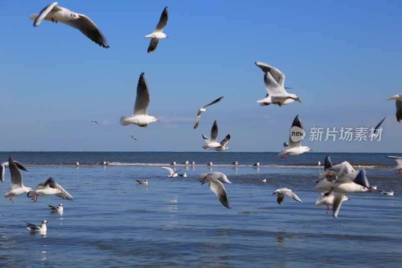 海面飞翔的成群海鸥