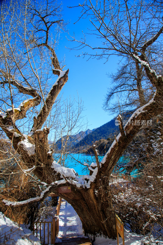 中国西藏林芝市巴松措景区雪山森林湖泊风光