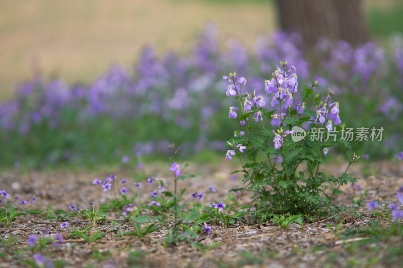 春天户外的诸葛菜开花