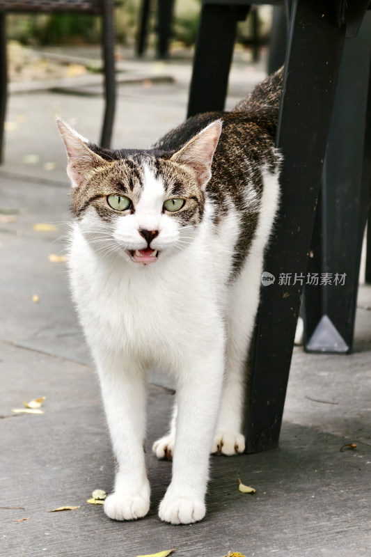 一只流浪猫