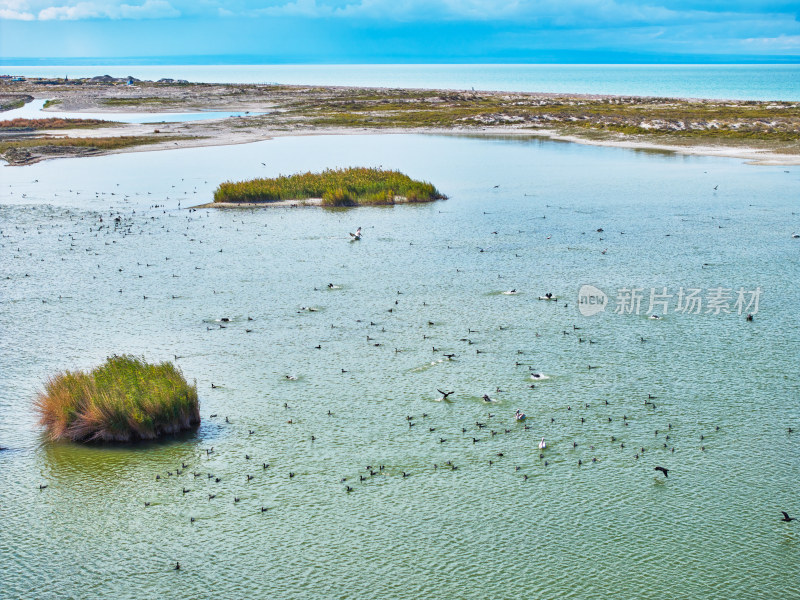 新疆乌伦古湖候鸟湿地保护区