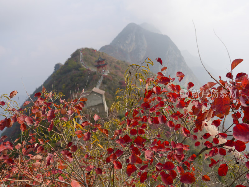 长江三峡巫峡红叶