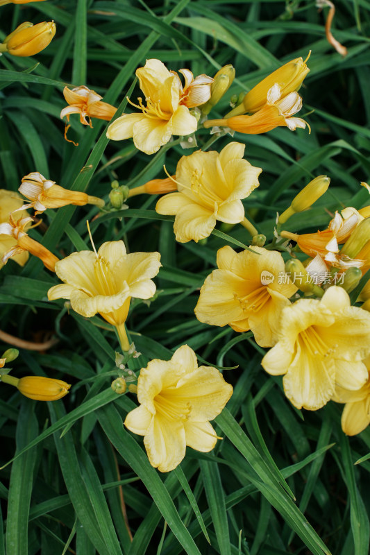 北京花乡公园萱草花