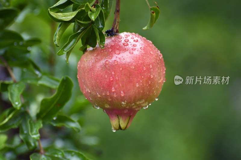 山东枣庄冠世榴园挂满雨珠的石榴果实