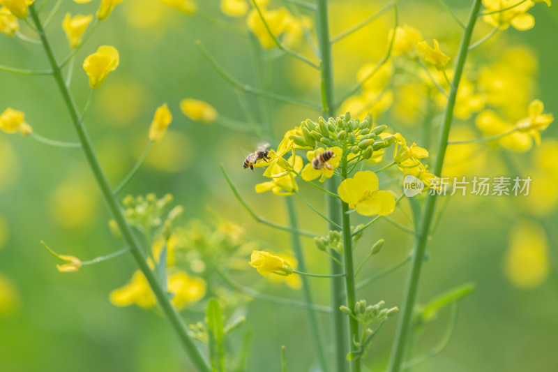 春天油菜花和蜜蜂