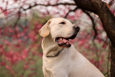 坐在梅花树下的拉布拉多寻回犬