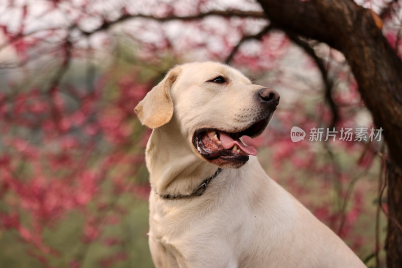 坐在梅花树下的拉布拉多寻回犬