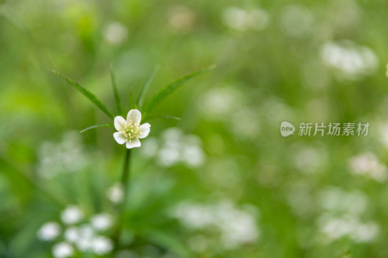 草原野花