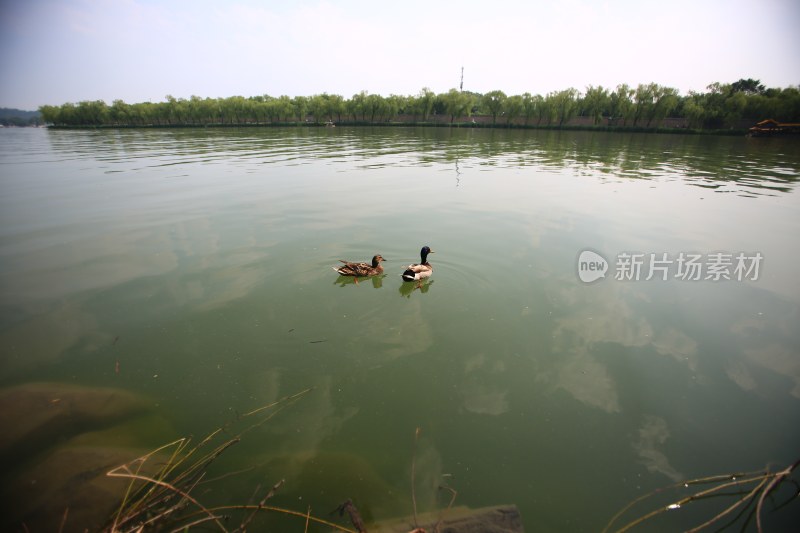 湖面双鸭游弋景象
