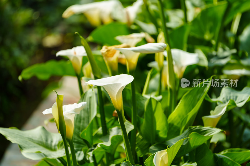 白色开花植物马蹄莲