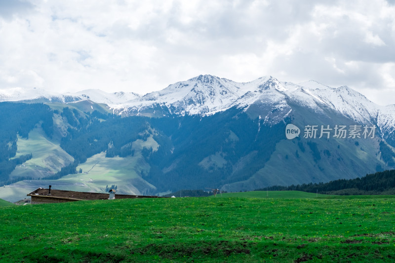 新疆伊犁琼库什台雪山森林草原风光