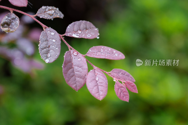 雨中自然