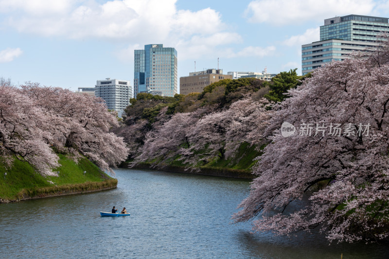 城市河道樱花盛开的春日美景