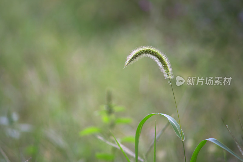 初秋户外的狗尾草