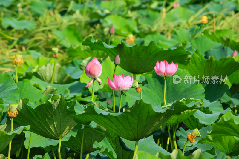 夏日成都温江区鲁家滩荷花盛开