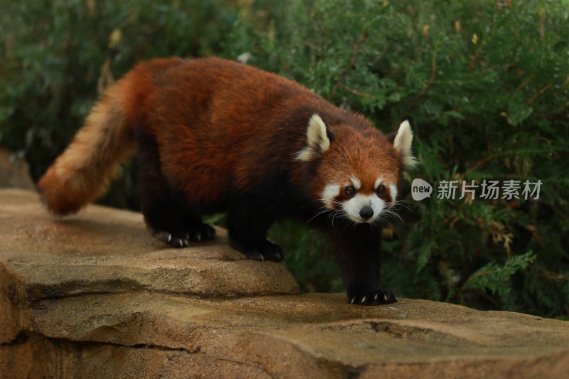 野生动物小熊猫