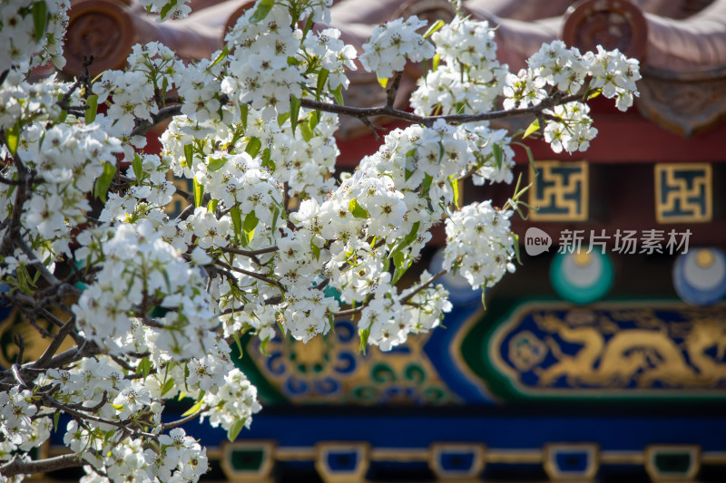 北京故宫春天古建筑前盛开的雪白梨花