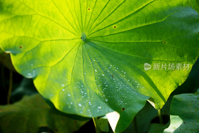 清晨阳光下的大片荷叶特写