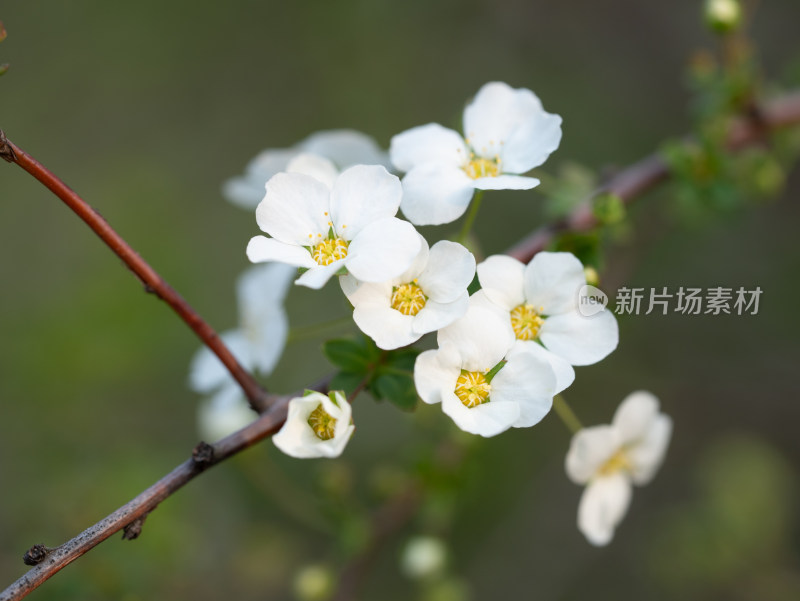 春天的绣线菊小白花特写