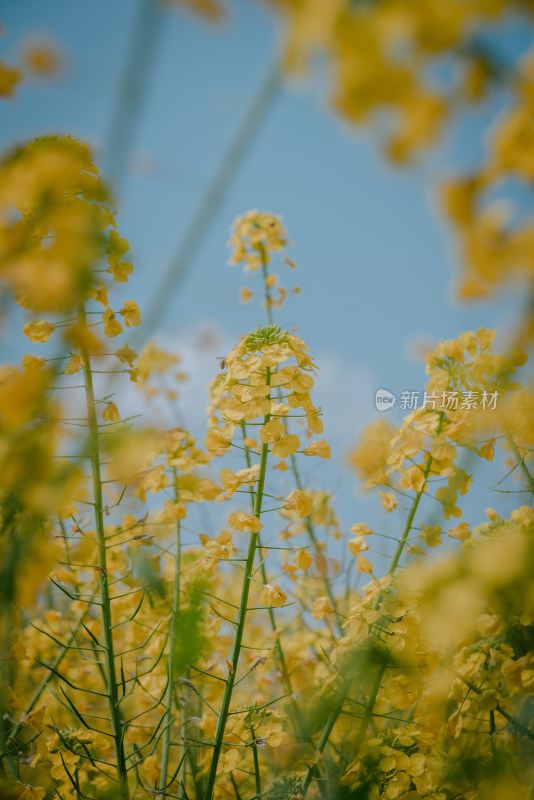 蓝天白云下的油菜花