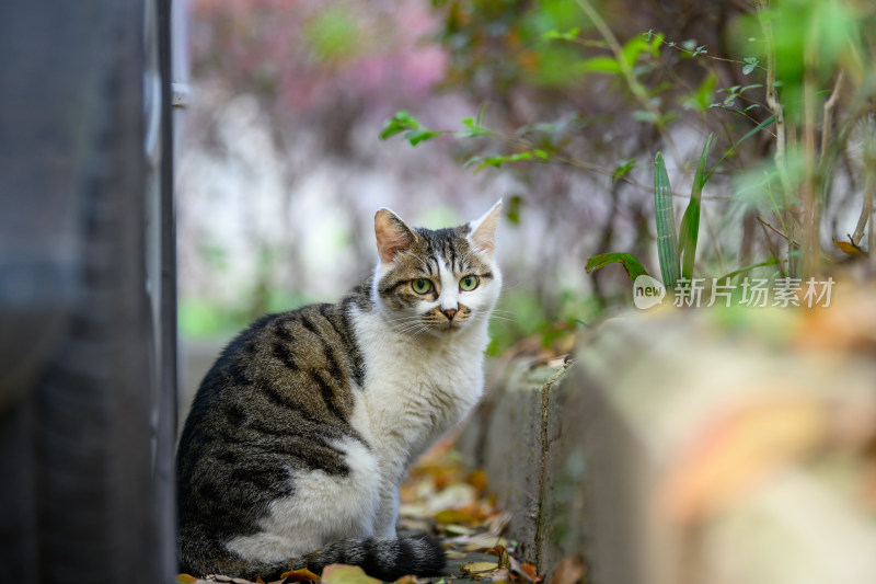 一只蹲在花坛边上的狸花猫